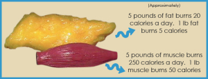 Fat-vs-Muscle-burn